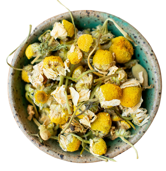 Egyptian Chamomile STH